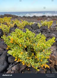 Image result for Zygophyllaceae