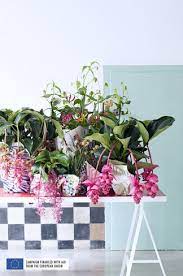You can choose another plant like the ti which known as the beautiful tropical plants which consist of two different colors in red and green and make your garden look denser. Tropical Beauties Are The Houseplants For May The Joy Of Plants
