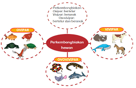 Hewan yang berkembang biak dengan cara bertelur. Peta Pikiran Perkembangbiakan Ovipar Vivipar Dan Ovovivipar Halaman 89 Heart Id