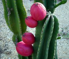 Hi all, i met with a friend who has a little san pedro growing. Peruvian Apple Cactus Fruit Fruit Pitaya Cactus