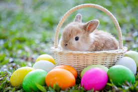Easter, also called pascha (aramaic, greek, latin) or resurrection sunday, is a christian festival and holiday commemorating the resurrection of jesus from the dead. Easter Bunny Pictures Cheaper Than Retail Price Buy Clothing Accessories And Lifestyle Products For Women Men