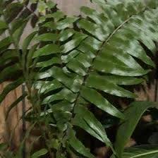 Image result for Nephrolepis biserrata