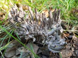 Image result for Clavulina cinerea