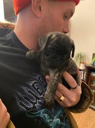 Hello everyone, I'm new here and would like to introduce my beautiful baby  girl Elvira! She is my first pug and I'm so excited to bring her home  tomorrow!