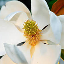 Trusted by hundreds of customers, we have never failed to meet the needs and requirements of our customers. Fossils Suggest An Aquatic Plant That Bloomed Underwater Was Among First Flowering Plants