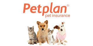 Petplan pet insurance is an insurance company specializing in pet insurance products. Petplan Pet Insurance 365 Pet Insurance
