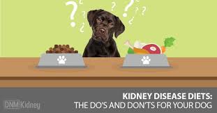 kidney failure what to feed your dog