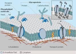 24._____ which is a general property of cell membranes? Plant Life Plasma Membranes