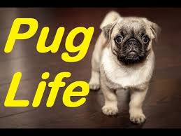 Top 10 Amazing Facts About Pugs Are Pugs Good Dogs 2017 Thecoolfa Dog Facts Pug Facts Dogs