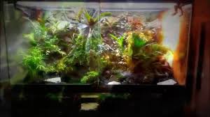 Epic Rainforest Paludarium Vivarium Terrarium Setup Terrarium Vivarium Succulent Terrarium