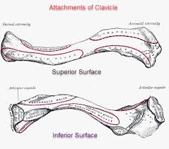 Clavicle Anatomy And Attachments Bone And Spine