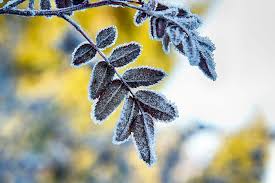 Frost pt 2. May winter lay to rest until December now. Fin…