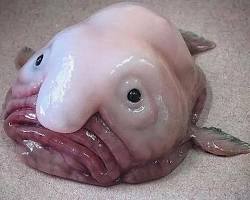 Imagem de Peixebolha