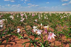 Image result for Crinum paludosum