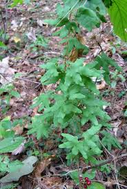 Image result for Lygodium