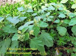 Image result for Chrozophora plicata