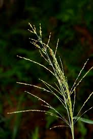 Image result for Panicum maximum