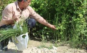 Image result for Equisetum ramosissimum