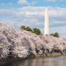 Largest Okame Cherry Tree Google Search Flowering Cherry Tree Yoshino Cherry Tree Cherry Blossom Tree
