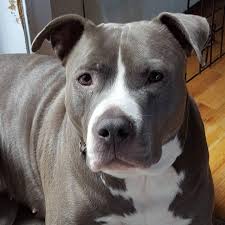 Dogs & puppies in sydney region, nsw. American Staffordshire Terrier Vs Pitbull Petfinder