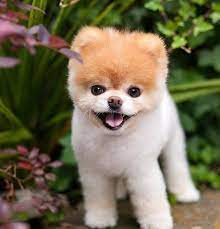 boo le petit chein chiens les plus mignons chien le plus mignon du monde chien boo
