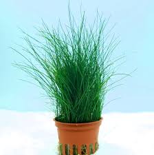 Image result for Eleocharis naumanniana