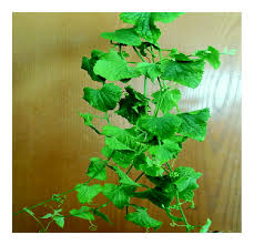 Image result for Zehneria scabra