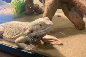 Bearded Dragon Tank Setup 101: How To Create The Best Home For Your Ne –  Dragon'S Diet