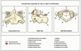 Atlas vs axis vertebrae you might have encountered in your biology classes the terms atlas and axis vertebrae. Spine Radiology Key