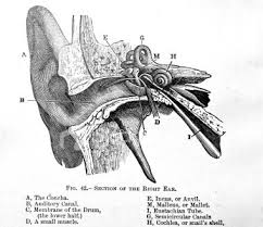 The spinal cord which controls over 10 billion nerve cells is less than two feet in length and its diameter is. 15 Vintage Medical Diagrams Ideas Vintage Medical Medical Illustration Medical