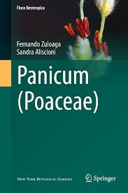 Image result for Panicum heterostachyum