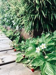 Wald Erdbeeren Im Garten Mit Cortenstahlkante Garten Haus Und Garten Moderner Garten