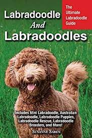 I've been a labradoodle owner since. Labradoodle And Labradoodles The Ultimate Labradoodle Guide Includes Mini Labradoodle Australian Labradoodle Labradoodle Puppies Labradoodle Rescue Breeders And More English Edition Ebook Saben Susanne Amazon De Kindle Shop