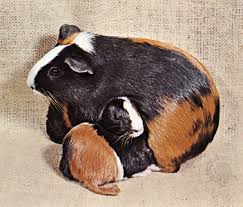 We did not find results for: Guinea Pig Definition Diet Life Span Facts Britannica