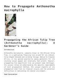 Image result for Anthonotha macrophylla