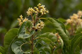 Image result for Heteropyxidaceae