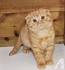 Scottish Fold Kittens For Sale