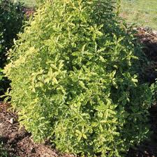 Image result for Pittosporum eugenioides