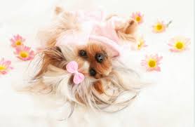 All pets grooming billings mt. Pin Su Pet Grooming Billings Mt