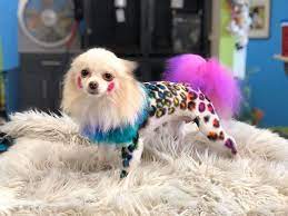 Opawz Permanent Dye For Dog And Horse Dog Hair Dye Creative Grooming Dog Grooming Styles