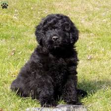 Found 7 bouvier des flandres pets and animals ads from everywhere. Baxter Bouvier Des Flandres Puppy For Sale In Pennsylvania