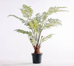 Tree fern (dicksonia antarctica), native to australia, is an attractive, dark green fern with a trunk that can grow as tall as 20 feet, and a canopy of fronds that can spread to more than 20 feet across. Beginner S Guide To The Tree Fern The Green Mad House