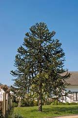 Image result for Arauk rie Araucaria
