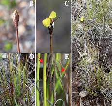 Image result for Xyridaceae