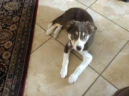 Pin By Tanya B Hackney On Abby Our Red Tricolor Border Collie Border Collie Collie Tri Color
