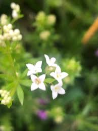 Image result for Galium simense