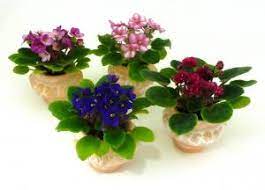 You can hunt for discount codes on many events such as flash sale, occasion like halloween, back to school, christmas. Optimara Mini Violets