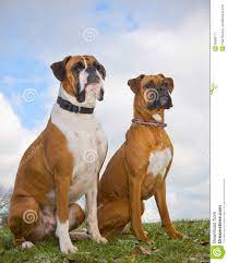Two Boxer Dogs Stock Image Image Of Pets Together Park 38999711