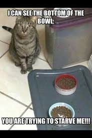 My Cat Always Does This Meow Meow What And I Walk Down And There Is This Tiny Part In The Food Dish That Sho Best Cat Memes Cat Memes Funny Animal