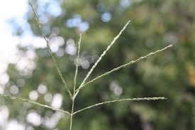 Image result for Digitaria debilis